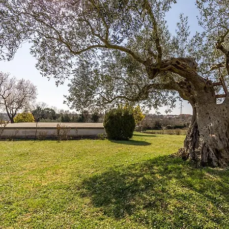 Apartament Cohar